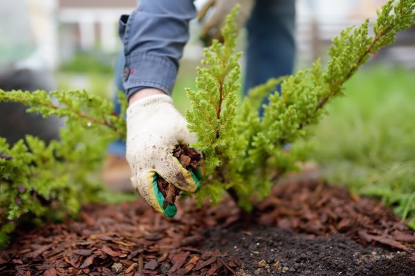 Church Mulching in Green Bay