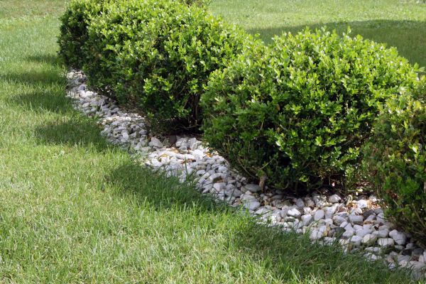 Boxwood Planting in Green Bay