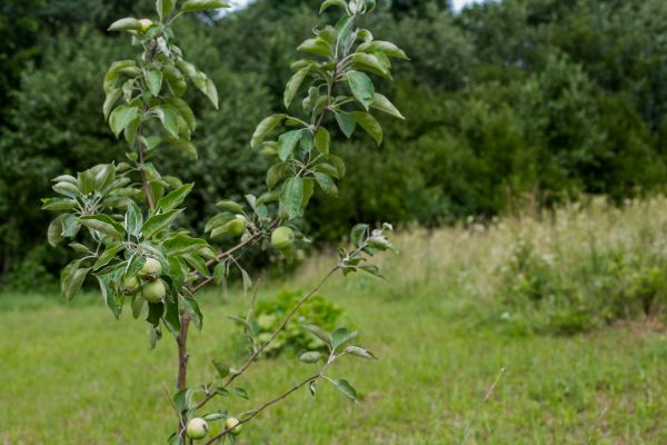 Apple Tree Planting in Green Bay
