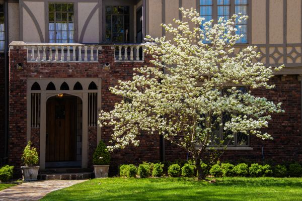 Dogwood Tree Planting in Green Bay